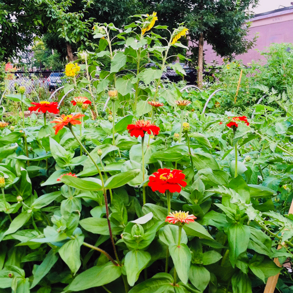 Zinnias Growing in Urban Farm